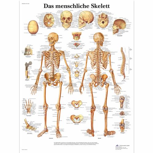 Das menschliche Skelett, 1001302 [VR0113L], Sistema Esquelético