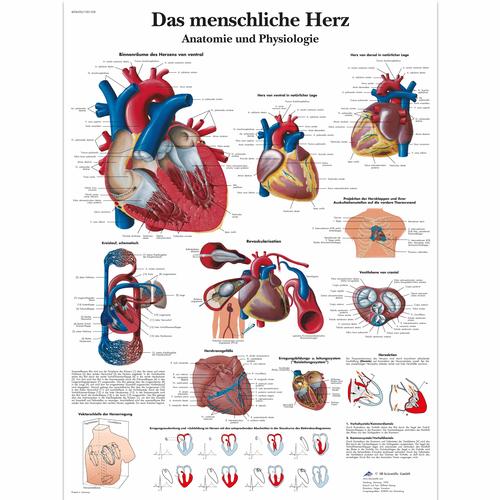 Das menschliche Herz - Anatomie und Physiologie, 1001358 [VR0334L], Educación sobre salud y fitness cardiacos