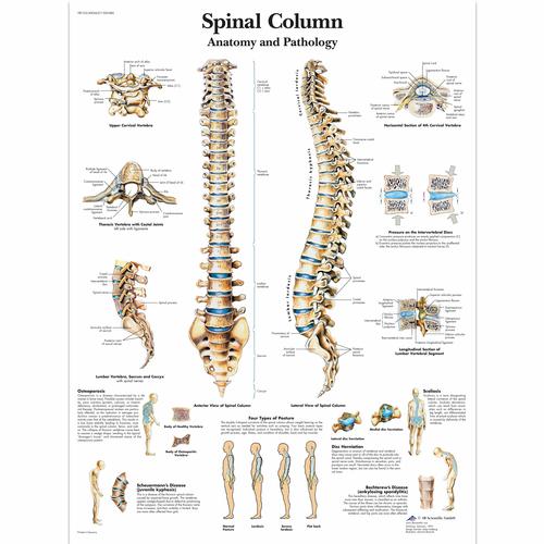 Spinal Column - Anatomy and Pathology, 1001480 [VR1152L], Sistema Esquelético