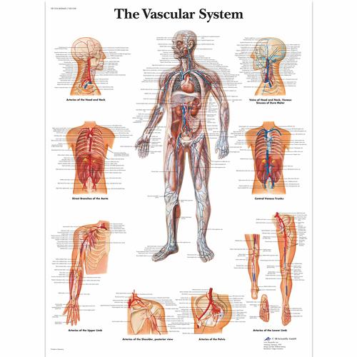 O Pôster do Sistema Vascular, 4006681 [VR1353UU], Sistema circulatório