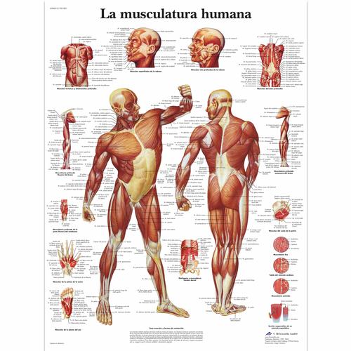La Musculatura humana, 4006815 [VR3118UU], Músculo
