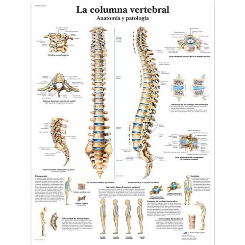 La columna vertebral - Anatomía y patología, 4006820 [VR3152UU], Sistema Esquelético