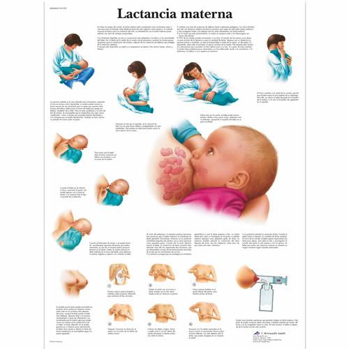 Lactancia materna, 4006868 [VR3557UU], Embarazo y Nacimiento
