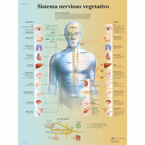 Sistema nervioso vegetativo, 4006870 [VR3610UU], Cerebro y sistema nervioso