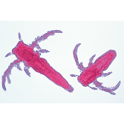 Crustáceos - portugués, 1003861 [W13004P], Micropreparados LIEDER