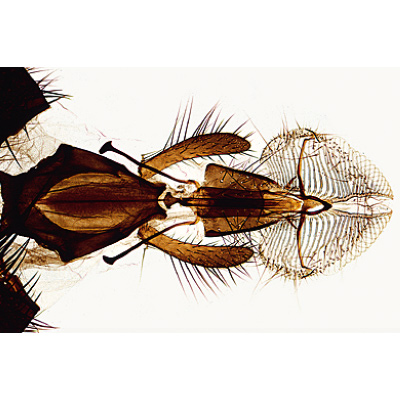 Insectos, Colección Elemental Ampliada - portugués, 1003869 [W13006P], Micropreparados LIEDER