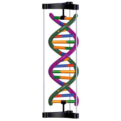 Modelo de doble hêlice de ADN, Kit para alumnos, 1005300 [W19780], Constitución y Función del ADN