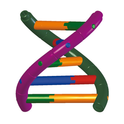 Modelo de doble hêlice de ADN, Kit para alumnos, 1005300 [W19780], Constitución y Función del ADN