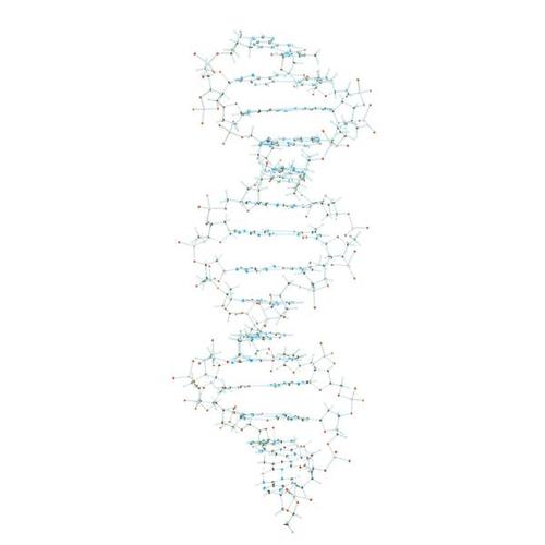 ADN Set, 1005301 [W19800], Modelo de ADN