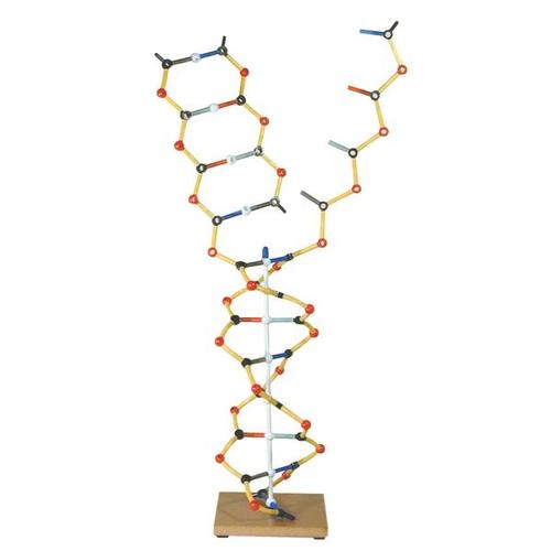 ADN - ARN Set, 1005302 [W19801], Constitución y Función del ADN