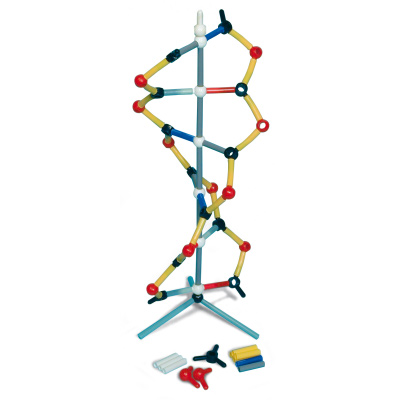 Orbit™: Modelo pequeño de DANN, 1005317 [W19820], Modelo de ADN