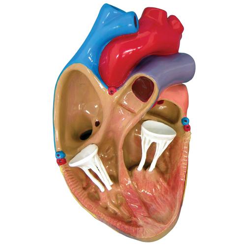 Conjunto de tres modelos de corazón tamaño reducido, 1019530 [W33365], Modelos de Corazón