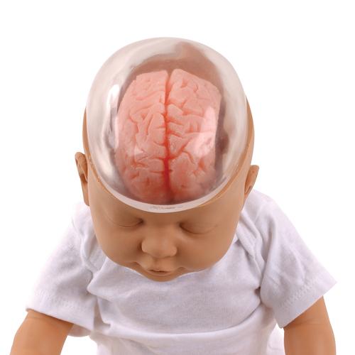Modelo de bebé zarandeado, 1017928 [W43117], Educación para padres