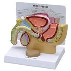 Pelvis masculina con próstata, 1019562, Modelos de Pelvis y Genitales