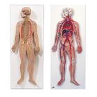 Anatomy Set Nervous & Circulatory Systems, 8001092 [3010309], Modelos de conjuntos de Anatomia