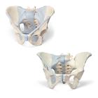 Anatomy Set Male & Female Pelvic Skeleton with Ligaments, 8001094 [3010313], Modelo de genitália e pelve