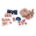 Intro Conjunto  de Laboratorio Pro para Obstetricia, 8000878 [3011905], Kits de simulación