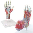 Conjuntos de Anatomia Mão-pé, 8000839, Modelo de articulações