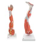 Conjuntos de Anatomia Membros musculosos, 8000841, Modelos de conjuntos de Anatomia