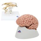 Conjuntos de Anatomia Cérebro e Ventrículo, 8000842, Modelos de conjuntos de Anatomia