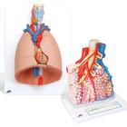 Conjuntos de Anatomia Pulmão
, 8000846, Modelo de pulmão