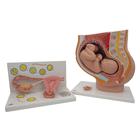 Conjuntos de Anatomia Gravidez, 8000848, Modelo de gravidez