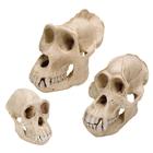 Primates Set, 8000909, Anatomía Grupos