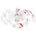 Esqueleto con descripción de musculos, desarticulado - 3B Smart Anatomy, 1020158 [A05/2], Modelos de  esqueletos humanos desarticulados