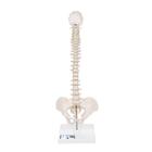 Columna vertebral miniatura, elástica, sobre soporte - 3B Smart Anatomy, 1000043 [A18/21], Esqueletos en miniatura