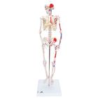 Miniesqueleto “Shorty“ con músculos pintados, sobre soporte - 3B Smart Anatomy, 1000044 [A18/5], Esqueletos en miniatura