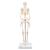Miniesqueleto “Shorty“, sobre zócalo - 3B Smart Anatomy, 1000039 [A18], Esqueletos en miniatura (Small)