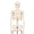 Miniesqueleto “Shorty“, sobre zócalo - 3B Smart Anatomy, 1000039 [A18], Esqueletos en miniatura (Small)