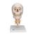 Cráneo clásico sobre columna cervical, 4 partes - 3B Smart Anatomy, 1020160 [A20/1], Modelos de Cráneos Humanos (Small)
