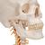 Cráneo clásico sobre columna cervical, 4 partes - 3B Smart Anatomy, 1020160 [A20/1], Modelos de vértebras (Small)