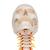 Cráneo clásico sobre columna cervical, 4 partes - 3B Smart Anatomy, 1020160 [A20/1], Modelos de vértebras (Small)