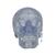 Cráneo Clásico transparente, 3 partes - 3B Smart Anatomy, 1020164 [A20/T], Modelos de Cráneos Humanos (Small)