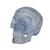Cráneo Clásico transparente, 3 partes - 3B Smart Anatomy, 1020164 [A20/T], Modelos de Cráneos Humanos (Small)
