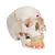 Cráneo clásico con mandíbula abierta, pintado, 3 partes - 3B Smart Anatomy, 1020167 [A22/1], Modelos de Cráneos Humanos (Small)
