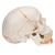 Cráneo clásico con mandíbula abierta, pintado, 3 partes - 3B Smart Anatomy, 1020167 [A22/1], Modelos de Cráneos Humanos (Small)