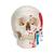 Cráneo clásico, pintado, 3 partes - 3B Smart Anatomy, 1020168 [A23], Modelos de Cráneos Humanos (Small)