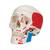 Cráneo clásico, pintado, 3 partes - 3B Smart Anatomy, 1020168 [A23], Modelos de Cráneos Humanos (Small)