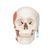 Cráneo funcional con musculatura para la masticación, 2 partes - 3B Smart Anatomy, 1020169 [A24], Modelos de Cráneos Humanos (Small)