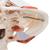 Cráneo funcional con musculatura para la masticación, 2 partes - 3B Smart Anatomy, 1020169 [A24], Modelos de Cráneos Humanos (Small)