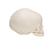 Cráneo de feto - 3B Smart Anatomy, 1000057 [A25], Modelos de Cráneos Humanos (Small)
