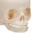Cráneo de feto - 3B Smart Anatomy, 1000057 [A25], Modelos de Cráneos Humanos (Small)