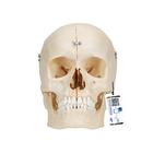 BONElike Cráneo – Cráneo óseo, 6 partes - 3B Smart Anatomy, 1000062 [A281], Modelos de Cráneos Humanos