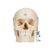 BONElike Cráneo – Cráneo óseo, 6 partes - 3B Smart Anatomy, 1000062 [A281], Modelos de Cráneos Humanos (Small)