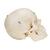 BONElike Cráneo – Cráneo óseo, 6 partes - 3B Smart Anatomy, 1000062 [A281], Modelos de Cráneos Humanos (Small)