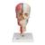 BONElike Cráneo – Cráneo didáctico de lujo, 7 partes - 3B Smart Anatomy, 1000064 [A283], Modelos de Columna vertebral (Small)