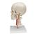 BONElike Cráneo – Cráneo didáctico de lujo, 7 partes - 3B Smart Anatomy, 1000064 [A283], Modelos de Cráneos Humanos (Small)
